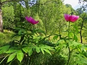 45 Paeonia officinalis- Peonia selvatica-Peonia dello Zucco